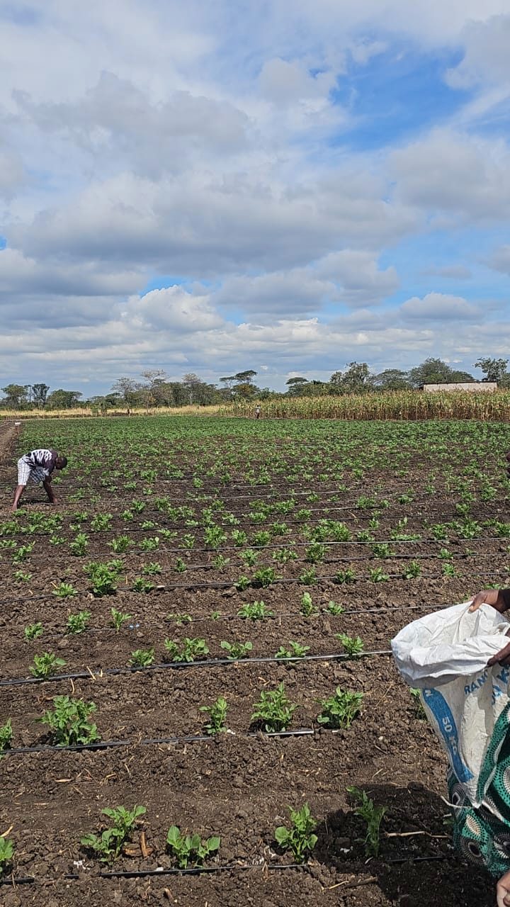 Planting and feeding the crop