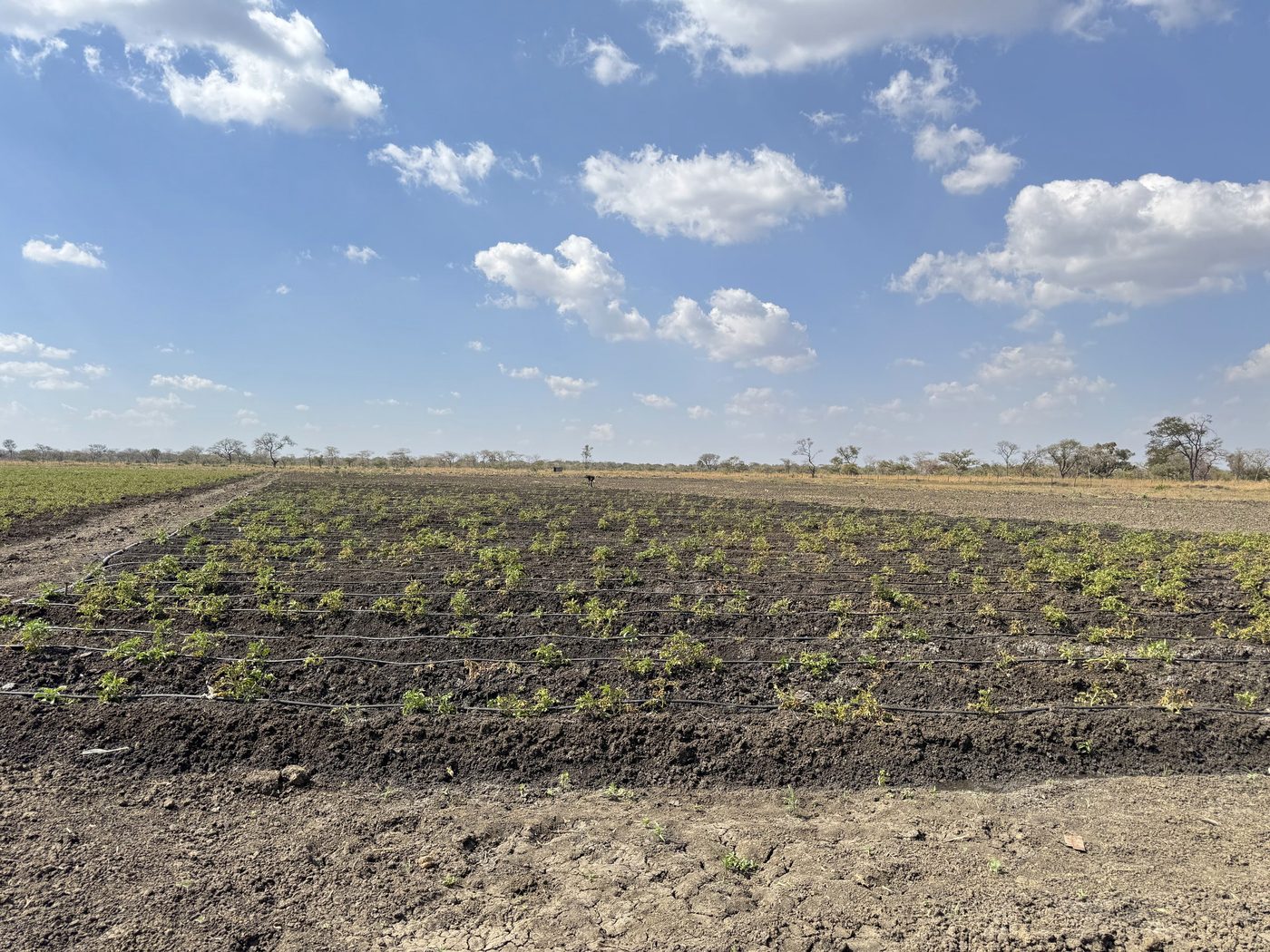 Drip-irrigated rows