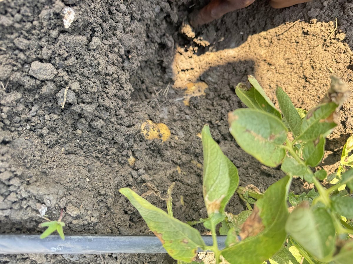 Rich dark soil