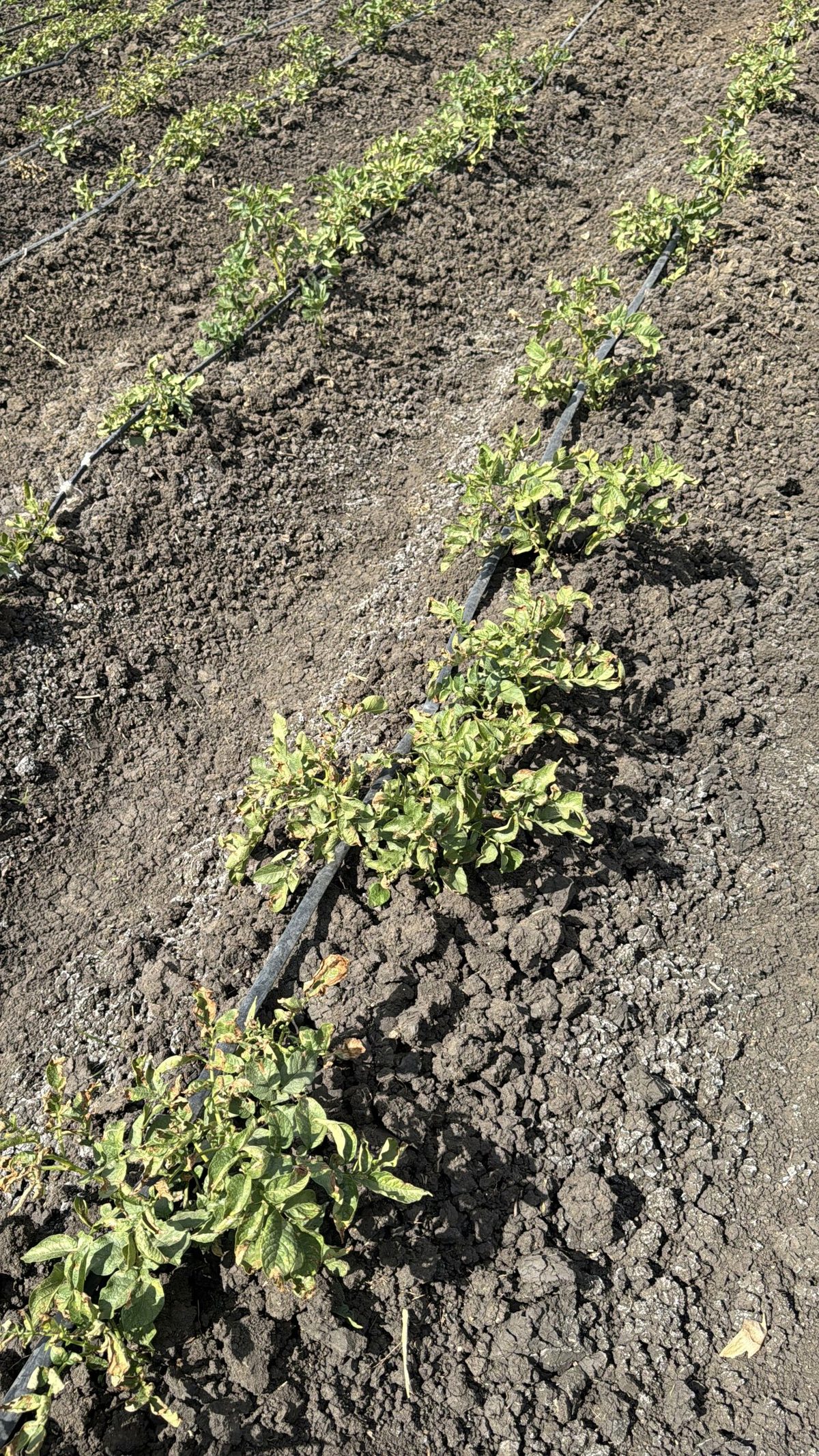 Young potato plants